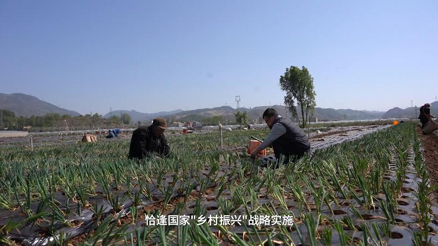 美丽乡村-“好优葱”产业化种植与加工