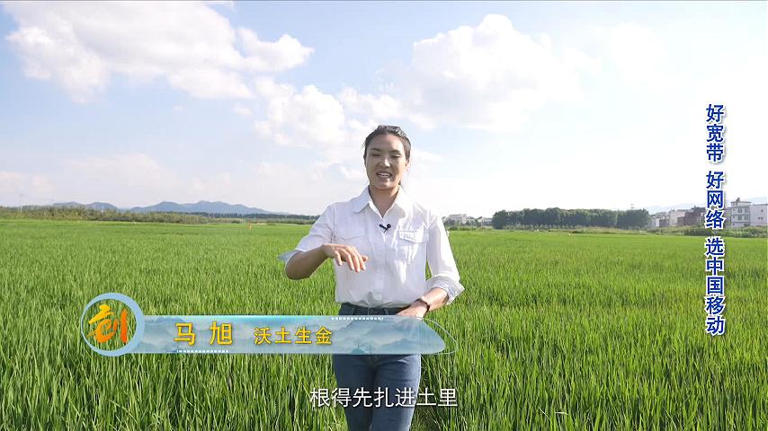 马旭-沃土生金