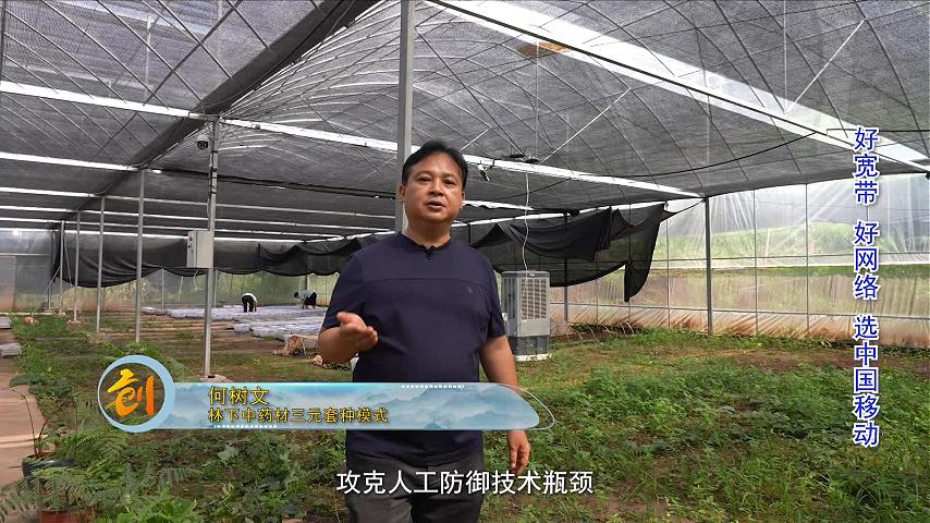 何树文-林下中药材三元套种模式